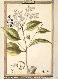 Zimt (Laurus cinnamomum), Aquarell von Delahaye