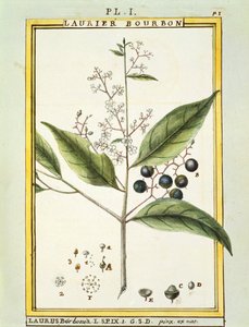 Roter Lorbeerbaum (Laurus borbonia oder Persea carolinensis), Aquarell von Delahaye
