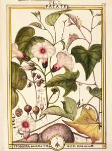 Süßkartoffel (Ipomea batatas) von Delahaye Delahaye