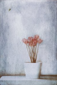Zarte Trockenblumen