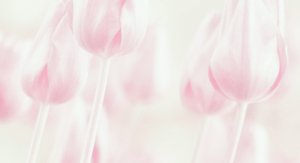 Träumerische Pastell-Tulpen von Delphine Devos