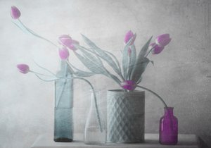 Träumerische lila Tulpen