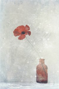Träumerische rote Mohnblume