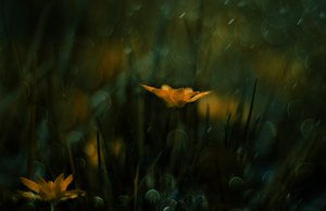 Träumende gelbe Blüten