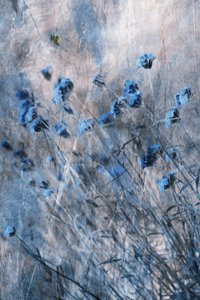Verblasste Blaue Blüten