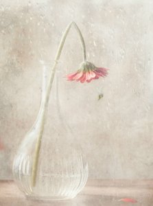 Verblassende rosa Blüte von Delphine Devos