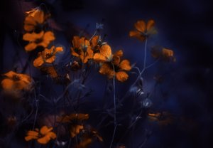 Leuchtende orange Blumen von Delphine Devos