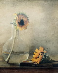 Goldene verblassende Sonnenblumen