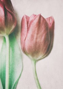 Weiche Blassrosa Tulpen von Delphine Devos
