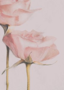 Weiche Rosa Rosen von Delphine Devos