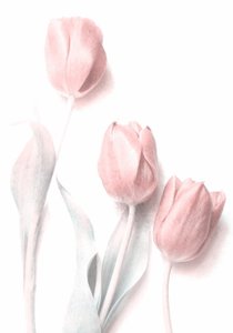 Weiche rosa Tulpen