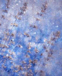 Funkelndes Winterblau von Delphine Devos
