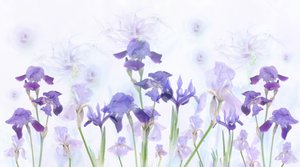 Träumende Lavendel-Iris von Denis O Reilly