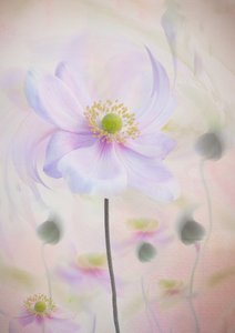 Träumerische Pastellanemone von Denis O Reilly