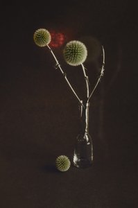 Getrocknete Disteln in Vase