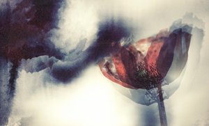 Ätherischer Roter Mohn