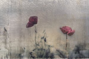 Stimmungsvolle rote Mohnblumen