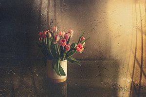 Rosa Tulpen im Morgenlicht