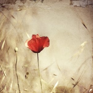 Vintage Roter Mohn