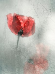 Vintage Roter Mohn