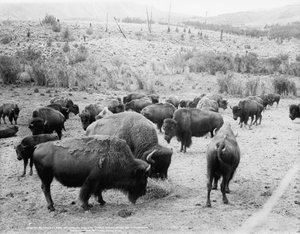 Roosevelt, König der Herde, in der Enge, und Carrie Nation, enthornte, ca. 1907