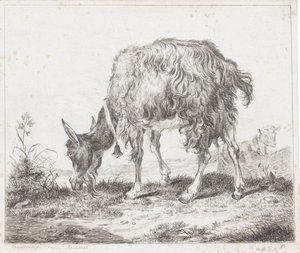 Weidende Ziege mit Glocke von Diederik Jan Singendonck