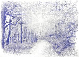 Wald im Gegenlicht von Diego Beyro