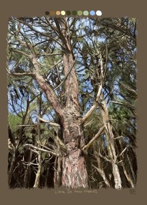 Linien, die Bäume machen, 2022