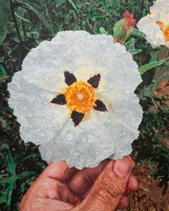 Meine Hand hält eine Jara nahe Aljucén, 2025