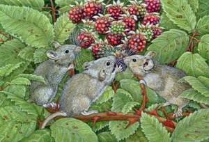 Brombeeren, 1996