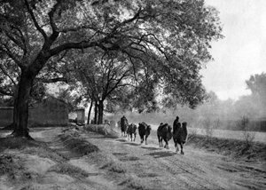 Kamelkarawane, Peking