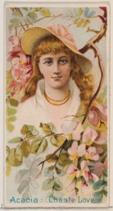 Akazie: Keusche Liebe, aus der Serie Blumenschönheiten und Blumensprache N75 für Duk