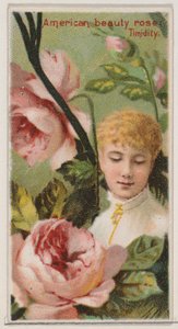 American Beauty Rose: Schüchternheit, aus der Serie Floral Beauties and Language of Flowers N..., 1892