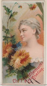 Chrysantheme: Resignation, aus der Serie Floral Beauties and Language of Flowers N75, 1892