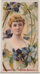 Clematis: Mentale Schönheit, aus der Serie Blumen-Schönheiten und Blumensprache