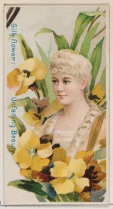 Nelke: Unvergängliche Schönheit, aus der Serie Blumenpracht und Blumensprache N7