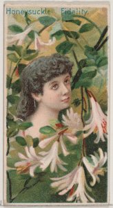 Geißblatt: Treue, aus der Serie Blumenpracht und Blumensprache N75 für D..., 1892