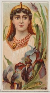 Iris: Süße Botschaft, aus der Serie Floral Beauties and Language of Flowers N75 für Duk..., 1892 von Donaldson Brothers