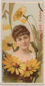Ringelblume: Verachtung, aus der Serie Blumen-Schönheiten und Sprache der Blumen N75 für Duke ..., 1892 von Donaldson Brothers
