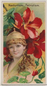 Kapuzinerkresse: Patriotismus, aus der Serie Blumenschönheiten und Blumensprache N75 für