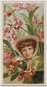 Orchidee: Vertrauen, aus der Serie Floral Beauties and Language of Flowers N75 für Duke, 1892