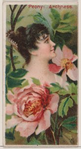 Pfingstrose: Archness, aus der Serie Floral Beauties and Language of Flowers N75 für Duke von Donaldson Brothers