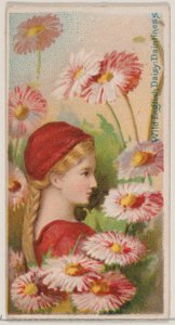 Wilde englische Gänseblümchen: Zierlichkeit, aus der Serie Floral Beauties and Language of Flowers, 1892
