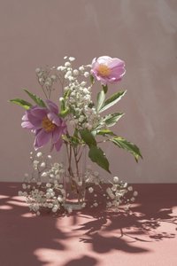 Rosa Pfingstrosen im sanften Licht