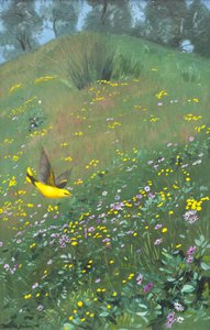 Goldene Pirol in Frühlingsblumen