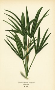 Breitblättrige Palmlilie oder Bambuspalme, Rhapis excelsa (Trachycarpus excelsus). Chromolithographie nach einer Illustration von Desire Bois aus Edward Step