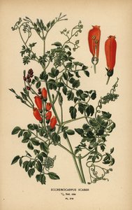 Chilenische Ruhmesblume, Eccremocarpus scaber von Désiré Georges Jean Marie Bois