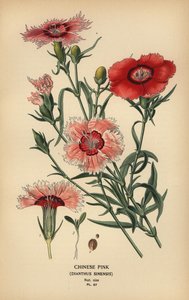 Chinesische Nelke, Dianthus chinensis