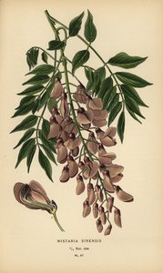 Chinesischer Blauregen, Wisteria sinensis von Désiré Georges Jean Marie Bois