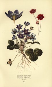 Leberblümchen, Anemone hepatica